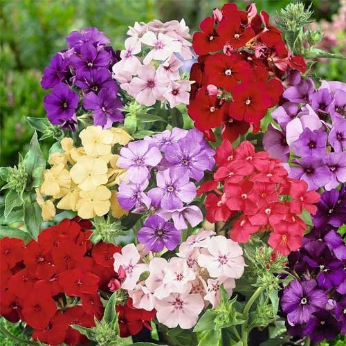 Phlox flowering (Hybrid Seeds)