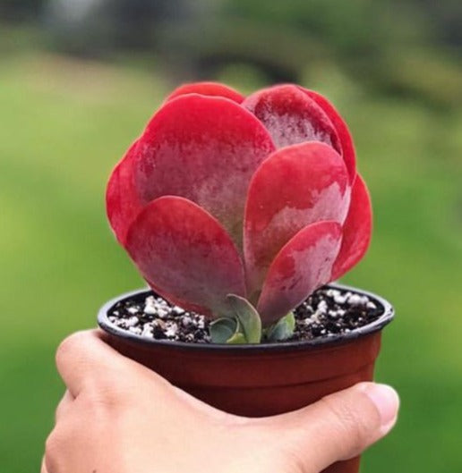 FLAPJACK KALANCHOE (With Soil, Plant & Pot)