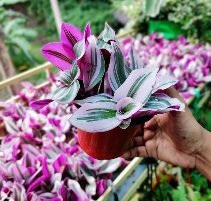 tradescantia nanouk potting mix Tradescantia Pink (With Soil, Plant & Pot) – Kumaun Plants