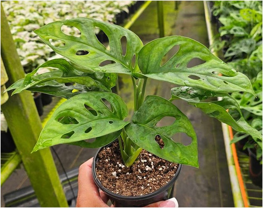 (Monstera Adansonii) Broken Heart (With Soil, Plant & Pot)