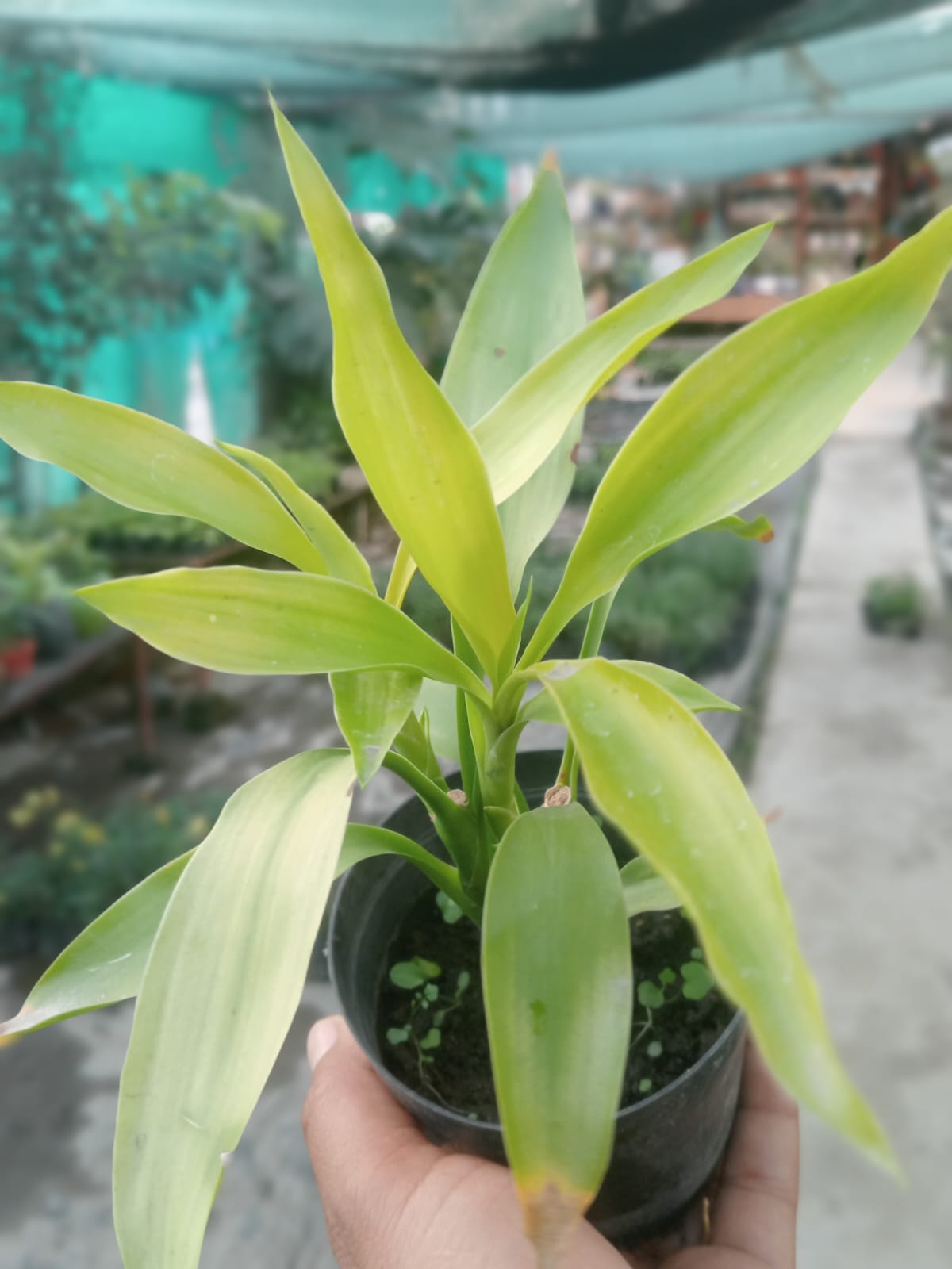 Golden Lucky Bamboo (With Soil, Plant & Pot)