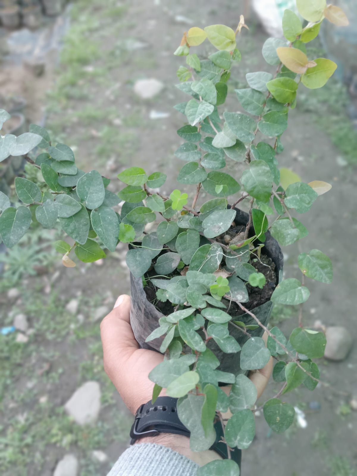 KP M (Bare Rooted)