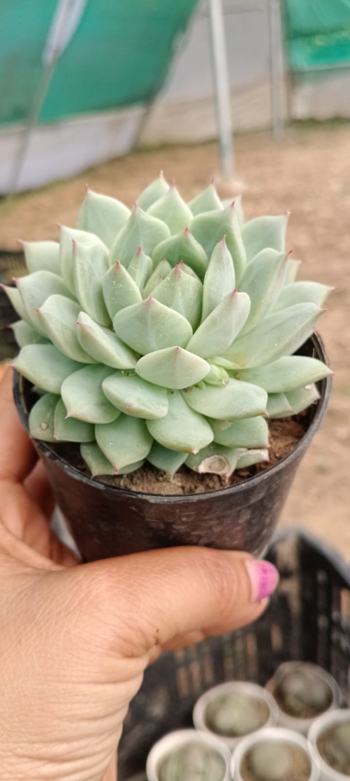 Echeveria Green 2 (Bare Rooted)