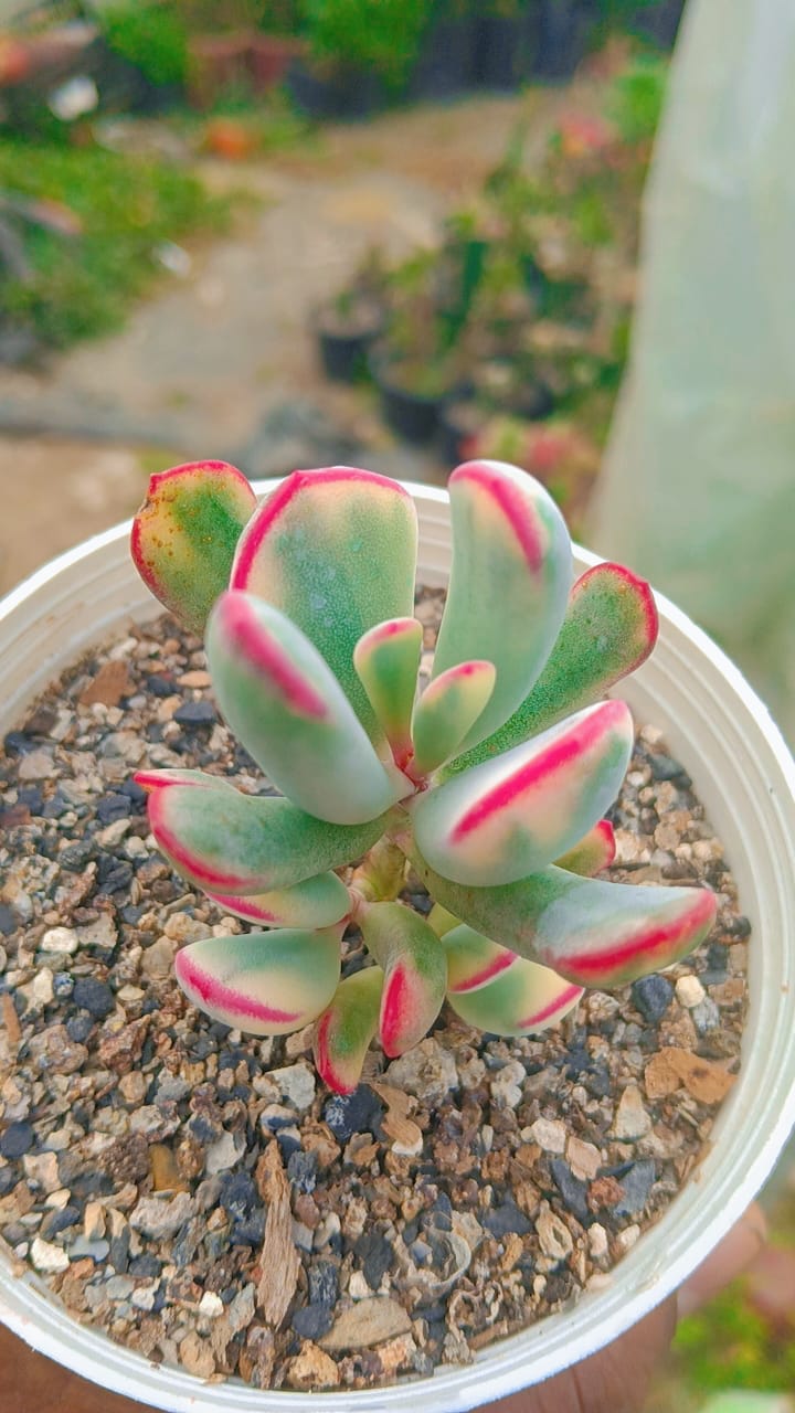 Cotyledon Orbiculata (With Soil, Plant & Pot)