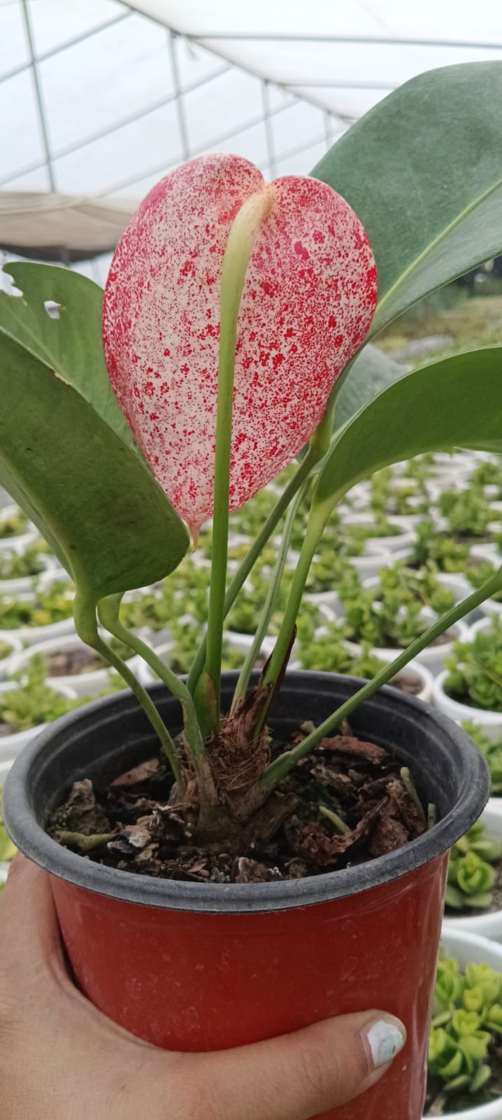 Anthurium Scherzerianum (Bare Rooted)