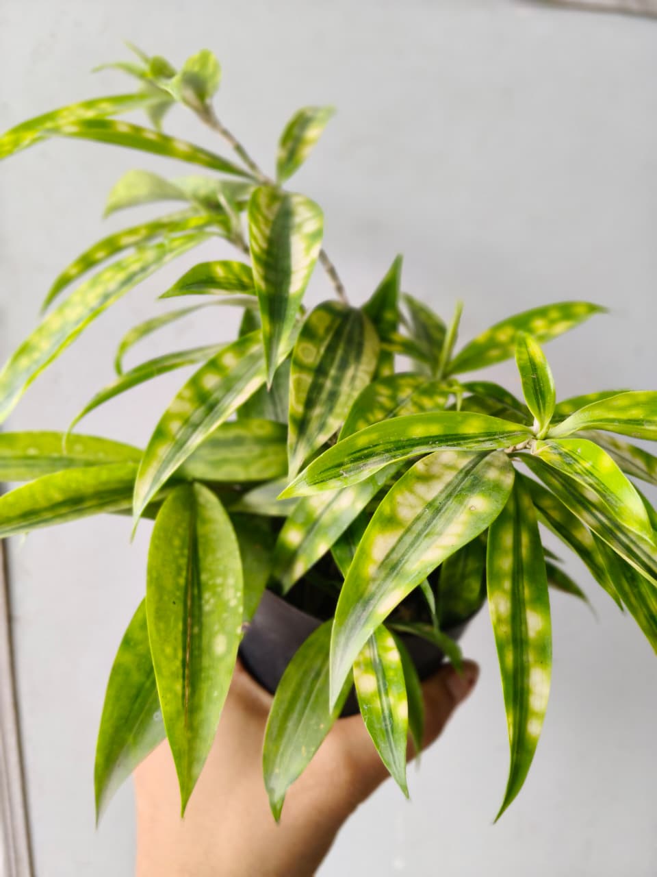 Dracaena Golden Milky (Bare Rooted)