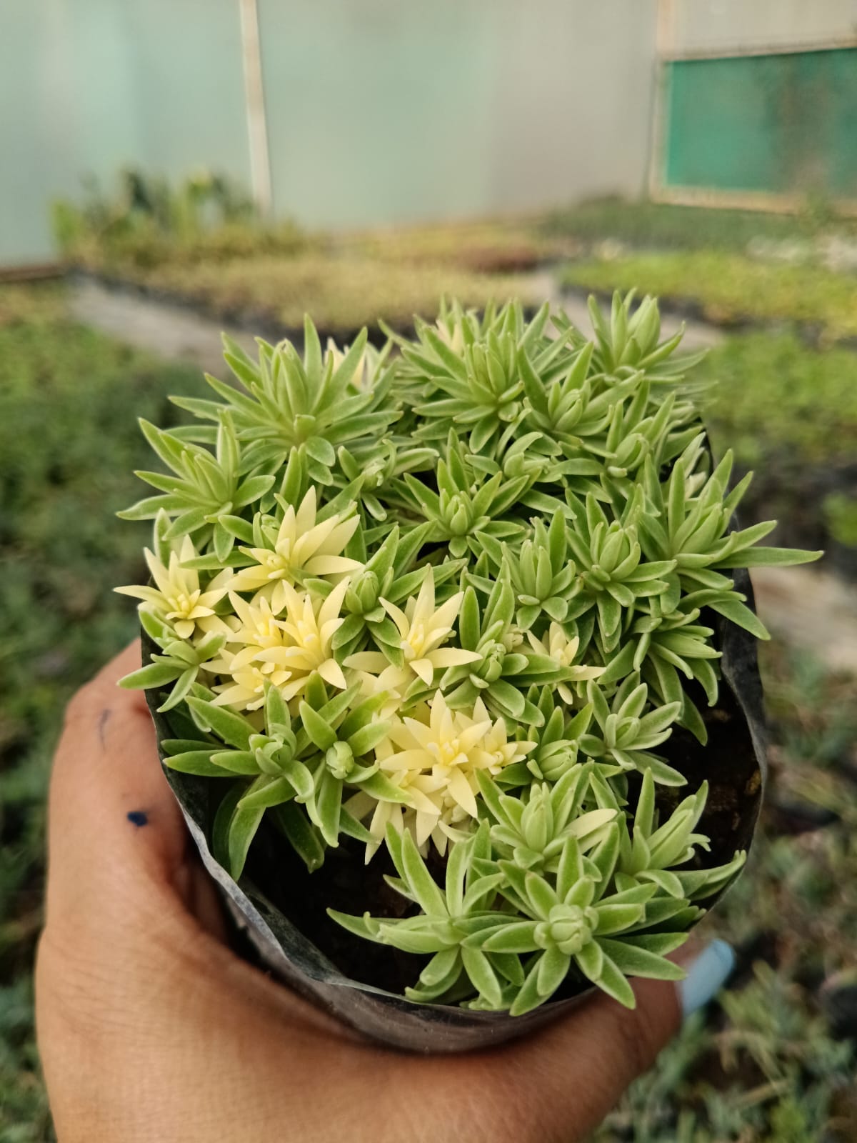 Sedum Lineare (With Soil, Plant & Pot)