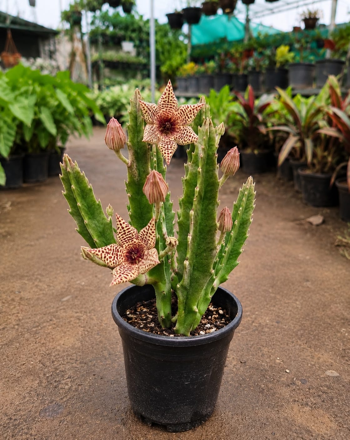 Stapelia Gigantea Cactus (Bare Rooted)