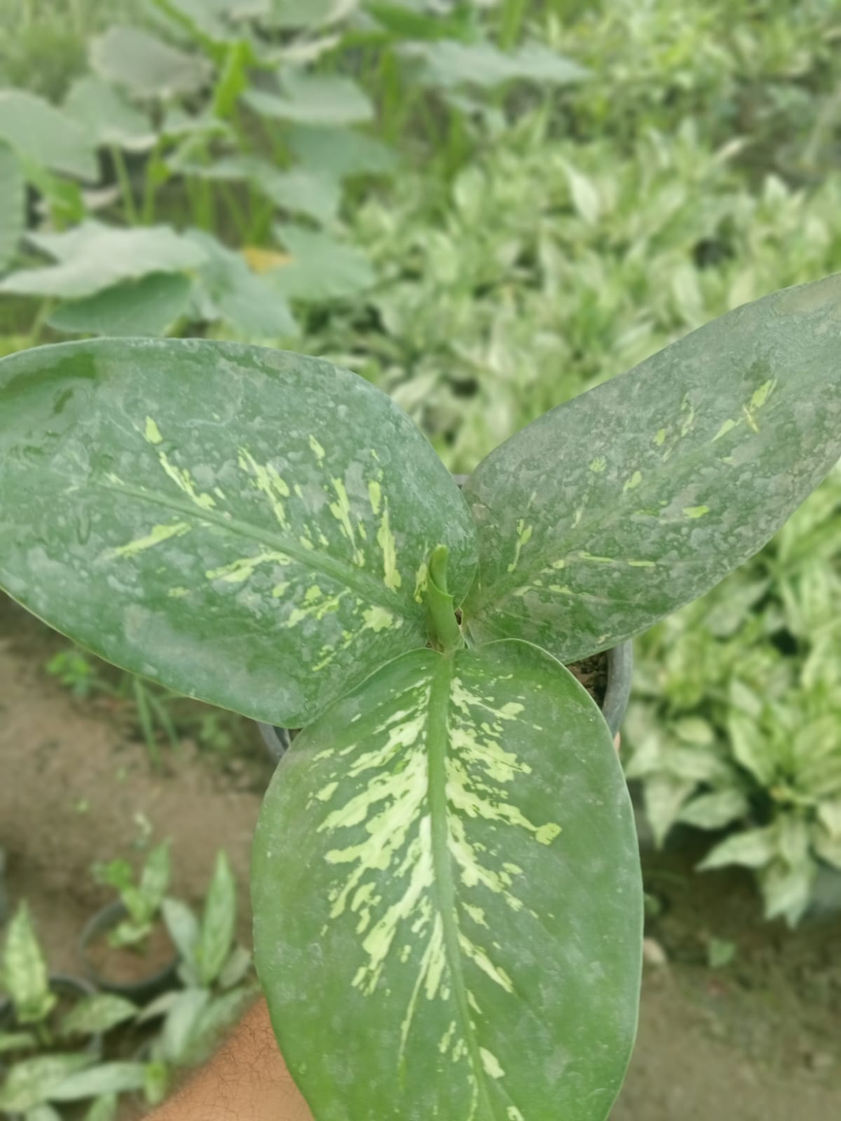 Dieffenbachia Amoena (With Soil, Plant & Pot)