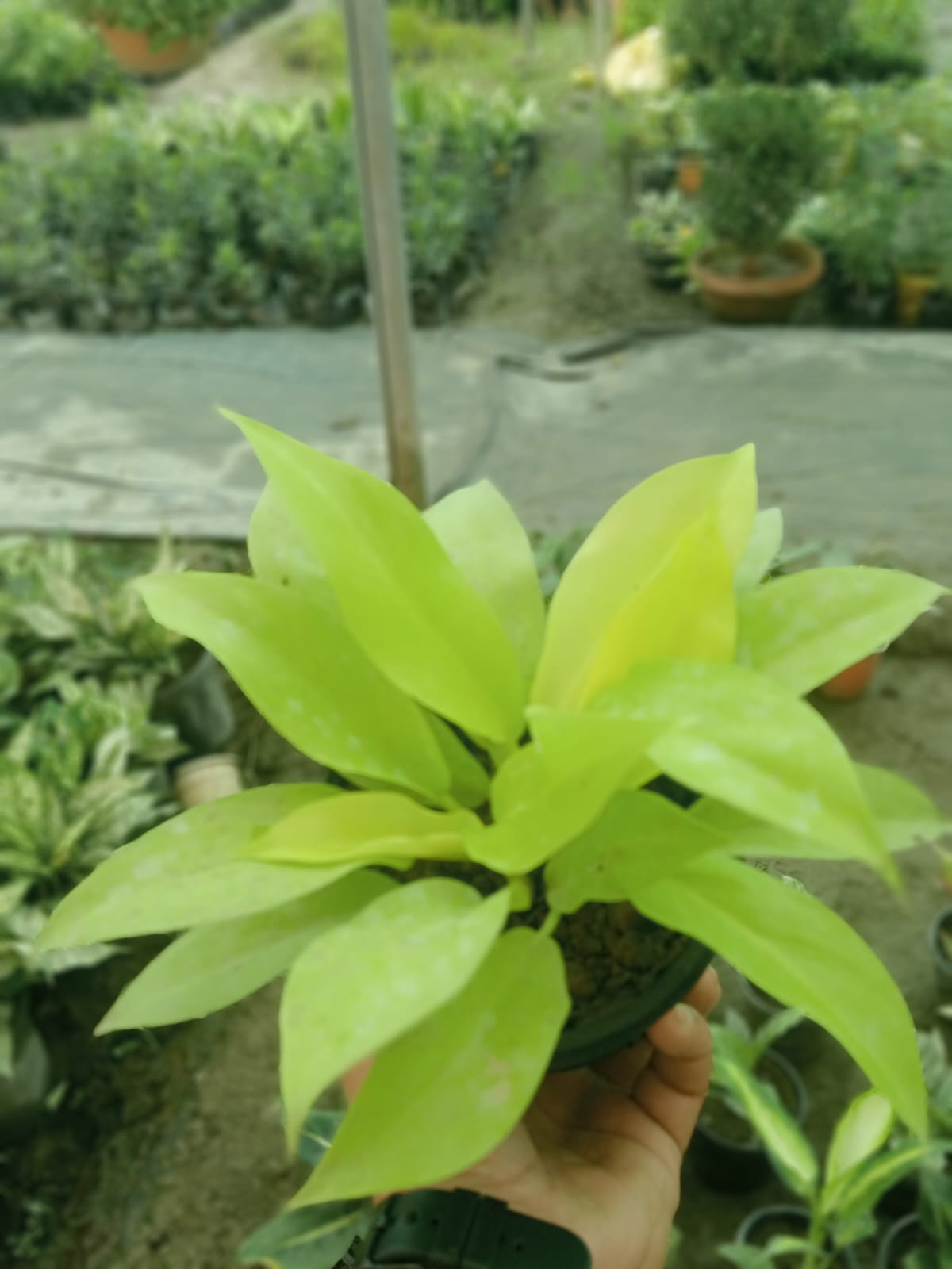 Philodendron Ceylon Golden (With Soil, Plant & Pot)