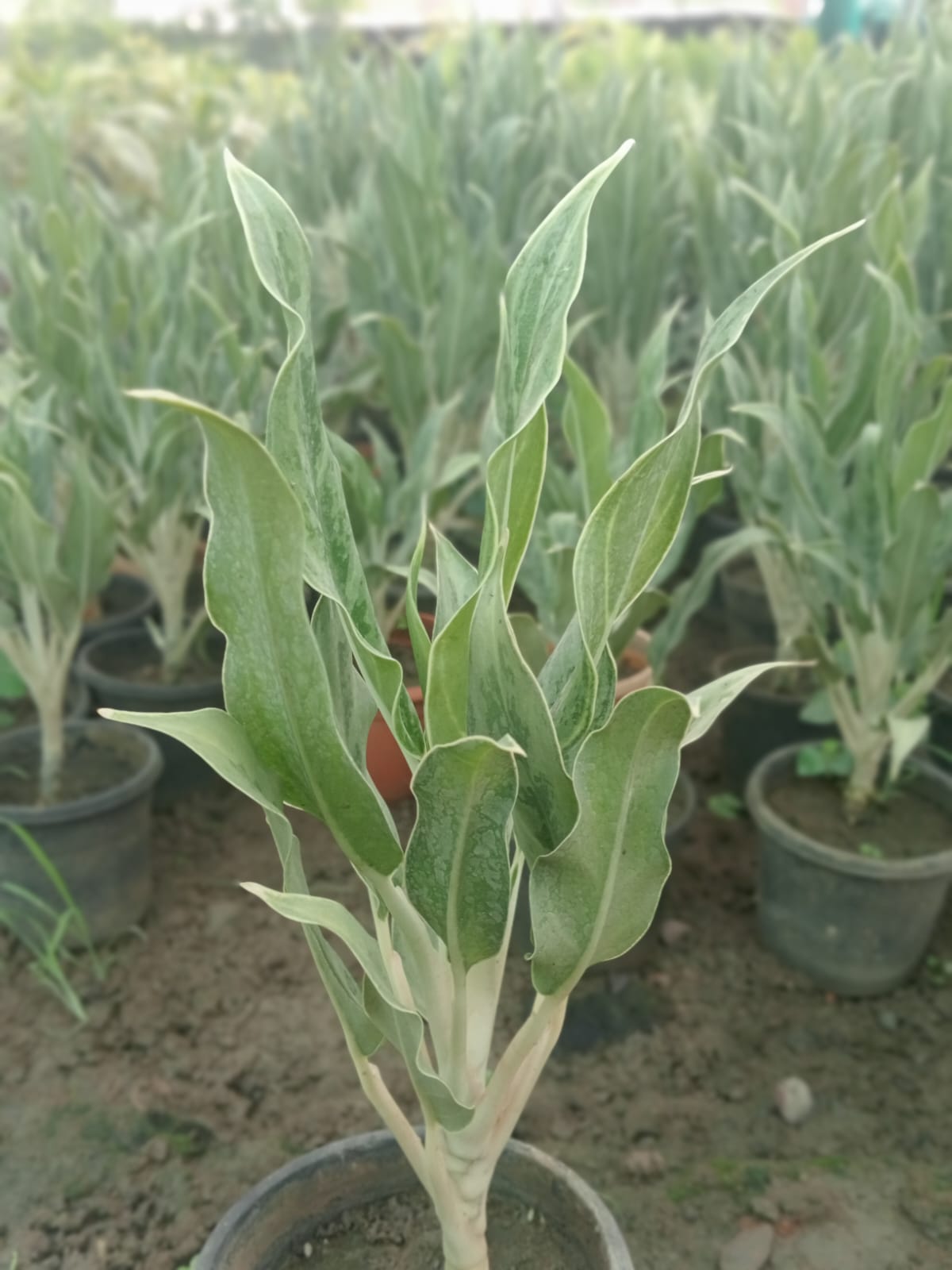 Sansevieria Metallica (With Soil, Plant & Pot)