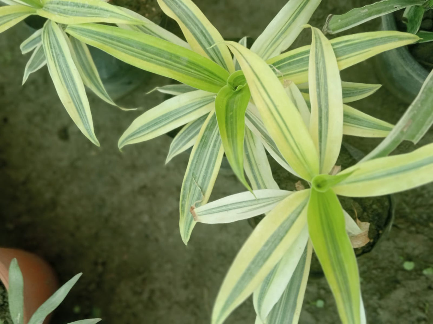 Dracaena Reflexa (With Soil, Plant & Pot)