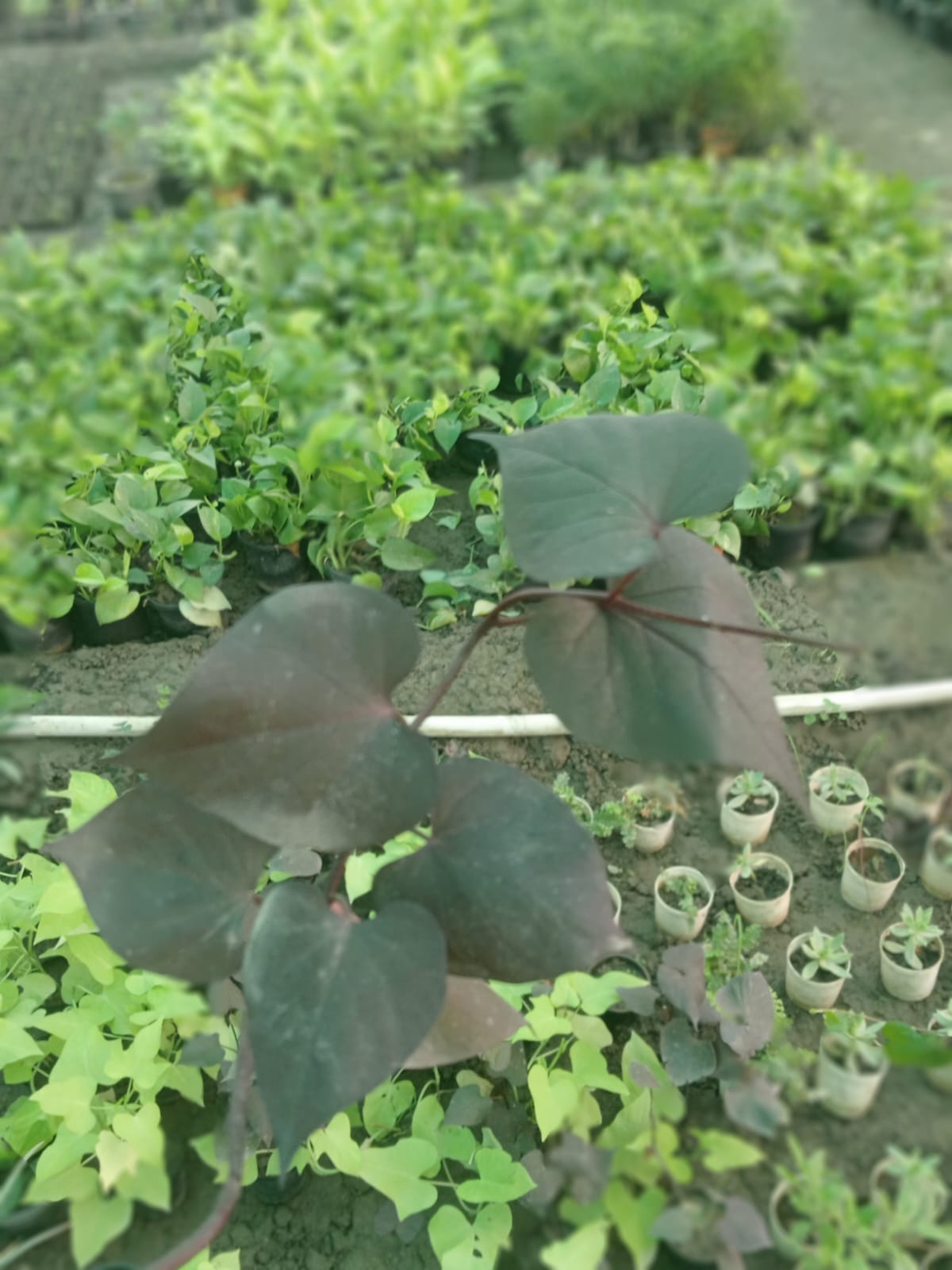 Ipomoea Batatas (With Soil, Plant & Pot)