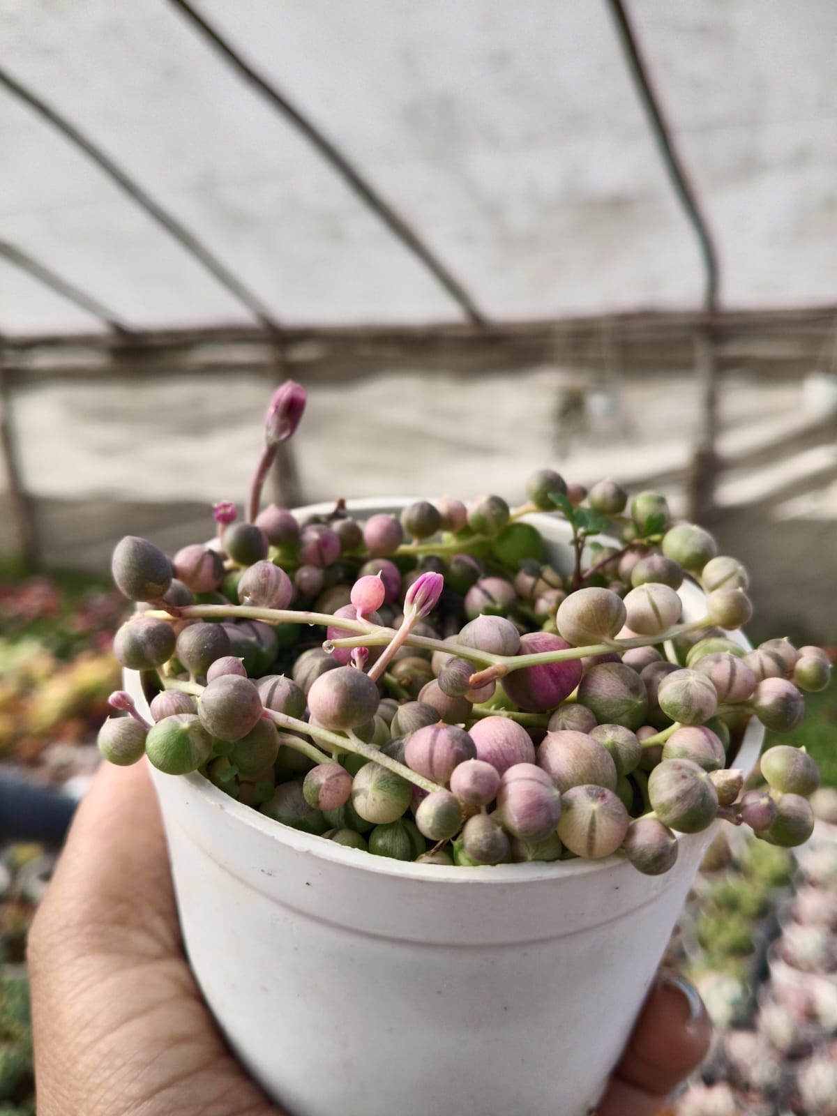 Variegated String of Pearls (With Soil, Plant & Pot)