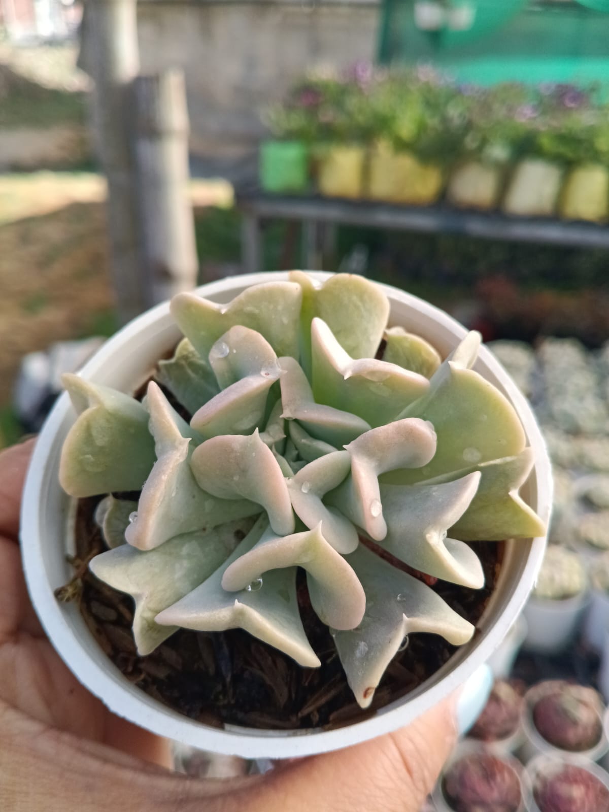 ECHIEVERIA BRAIN CREST (With Soil, Plant & Pot)