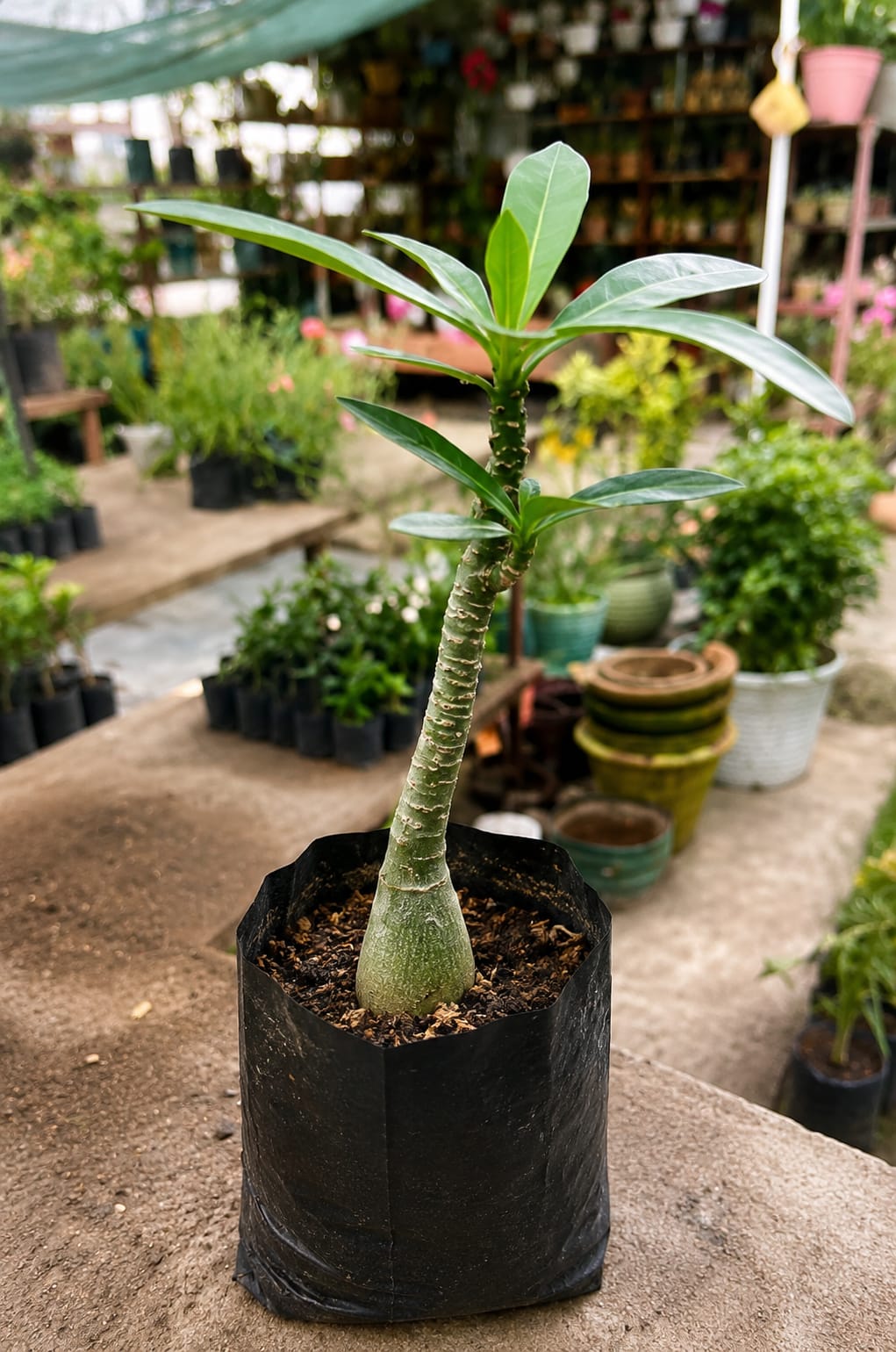 Adenium Plant (Bare Rooted)
