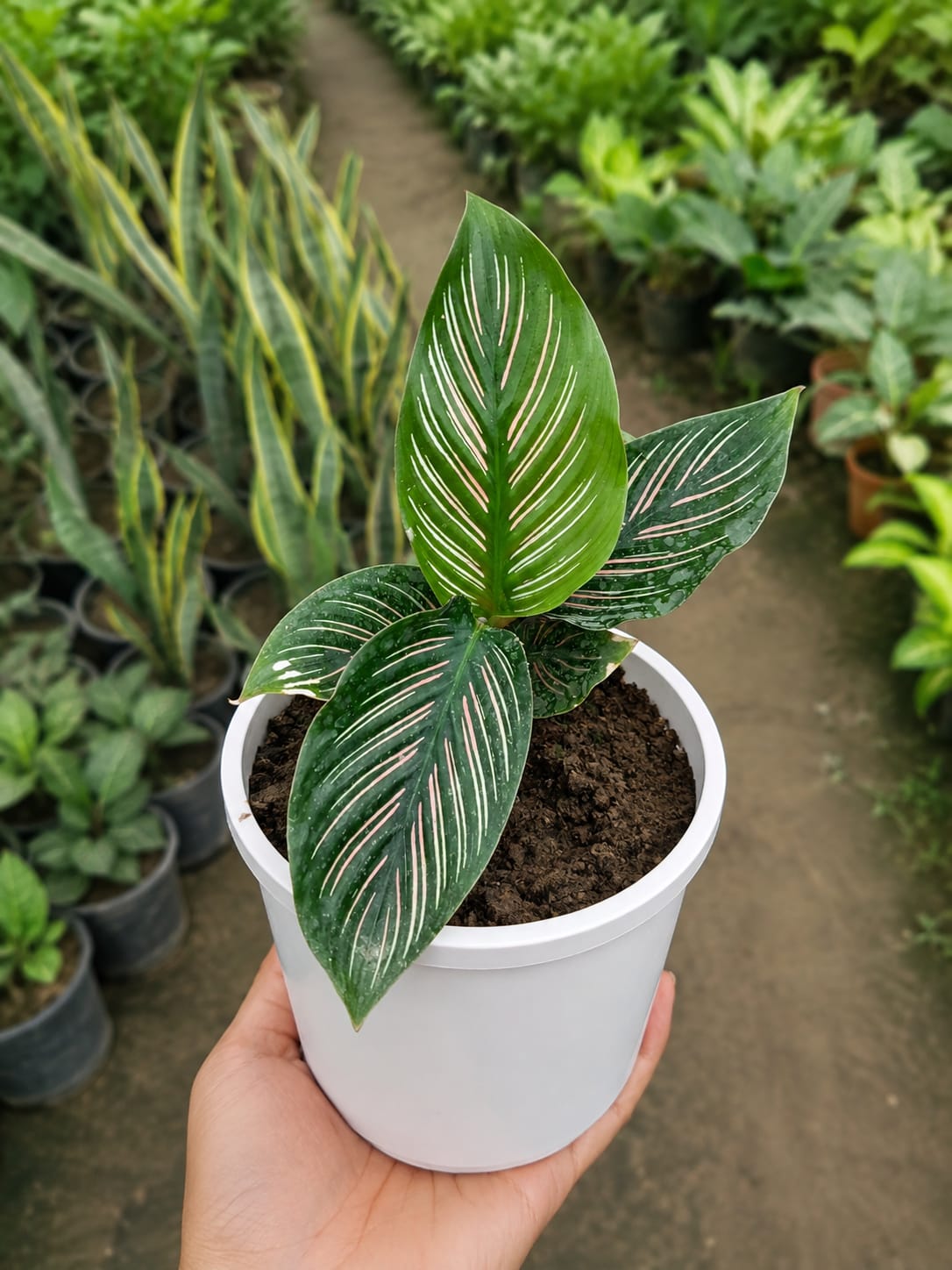 Pinstripe Calathea (Bare Rooted)