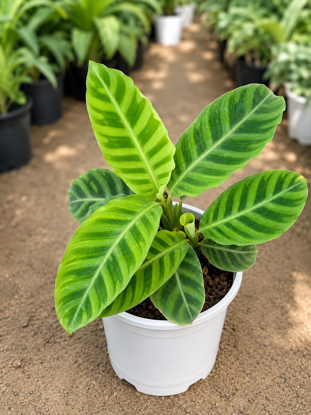 Calathea Zebrina (Bare Rooted)