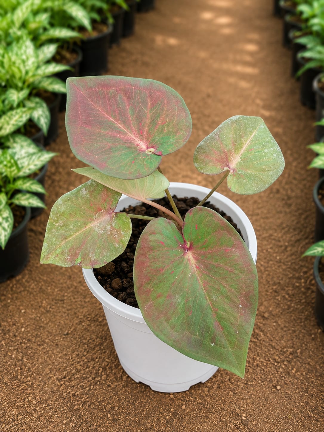 Caladium Bicolor (Bare Rooted)