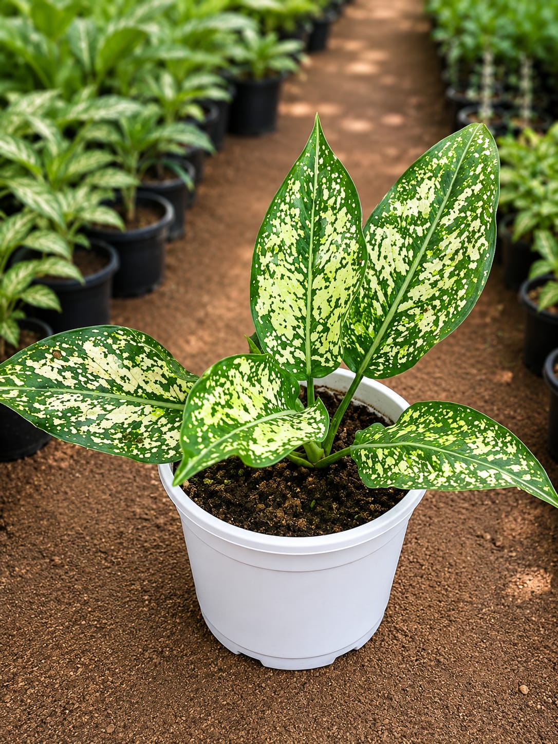 Aglaonema 'Snow White (Bare Rooted)