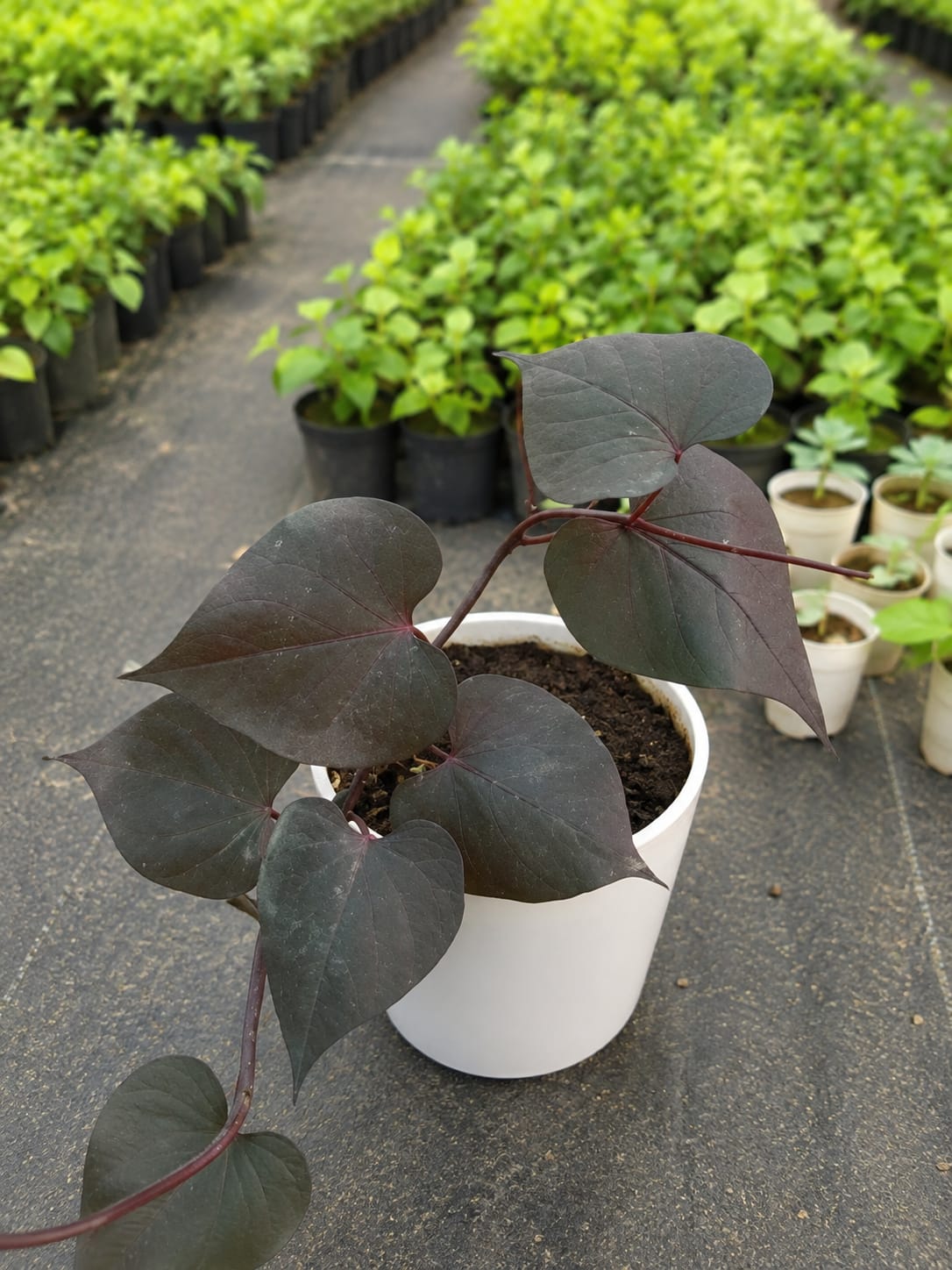 Ipomoea Batatas (Bare Rooted)