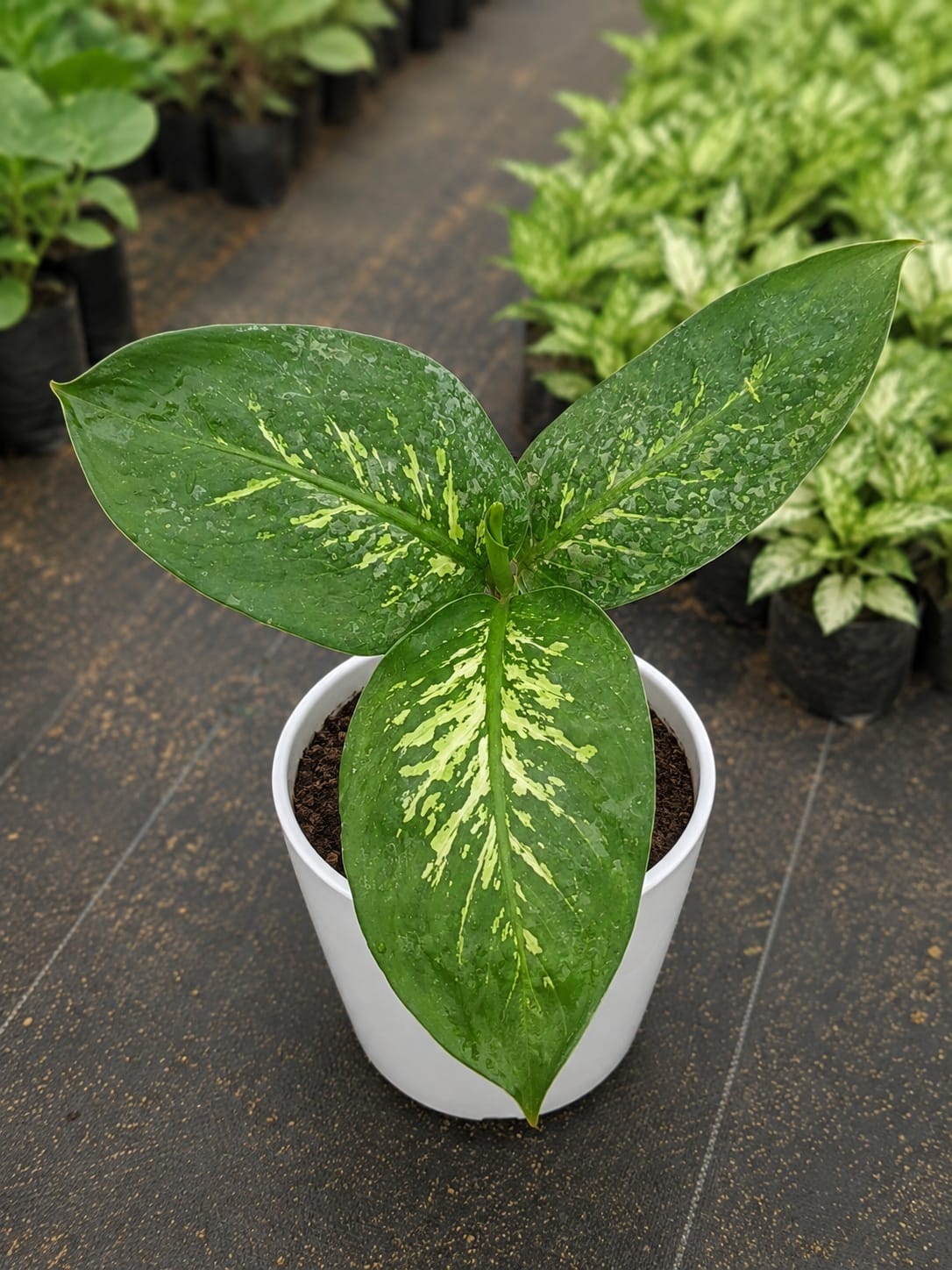 Dieffenbachia Amoena (Bare Rooted)
