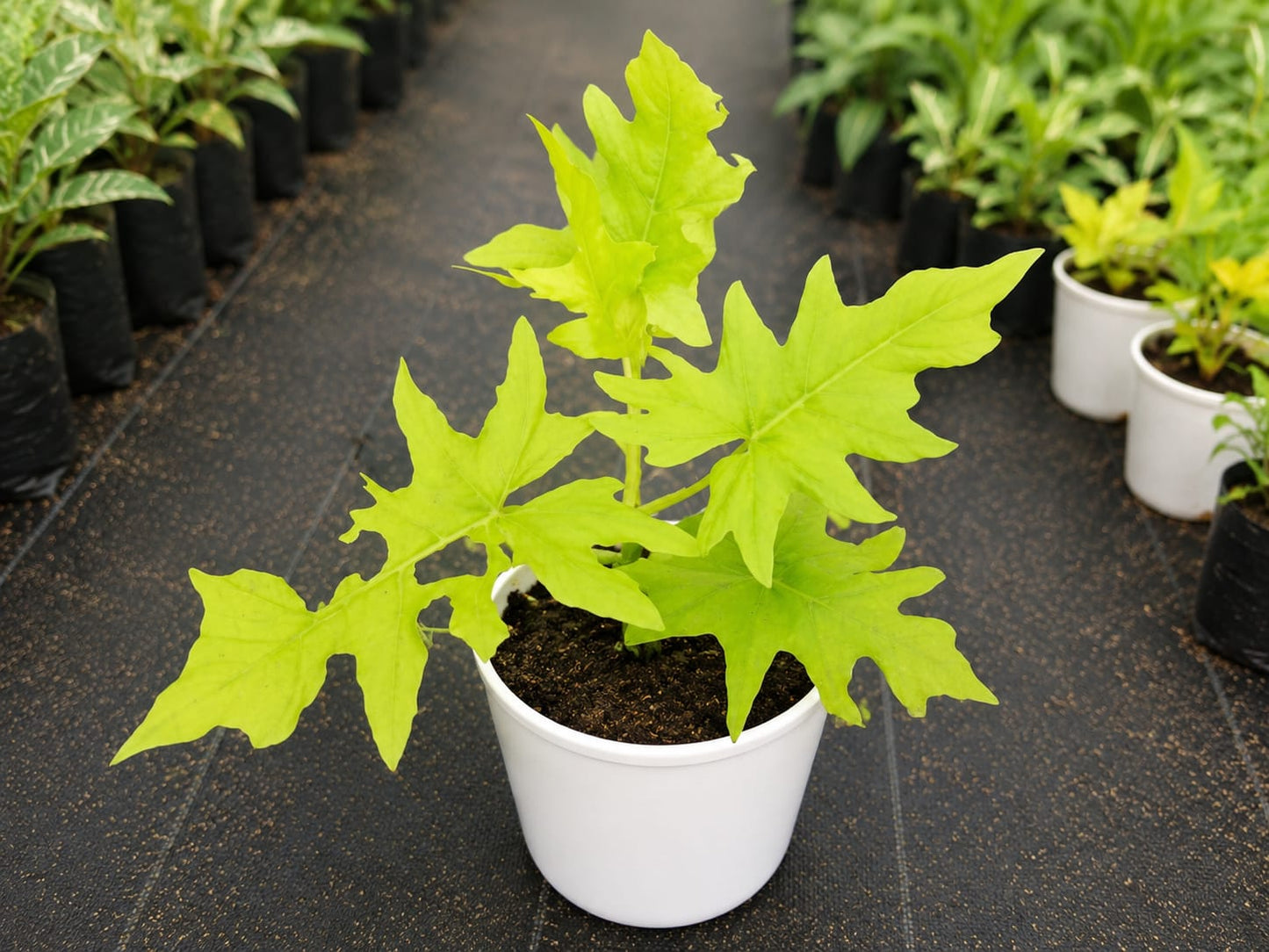 Philodendron bipinnatifidum 'Gold'(Bare Rooted)
