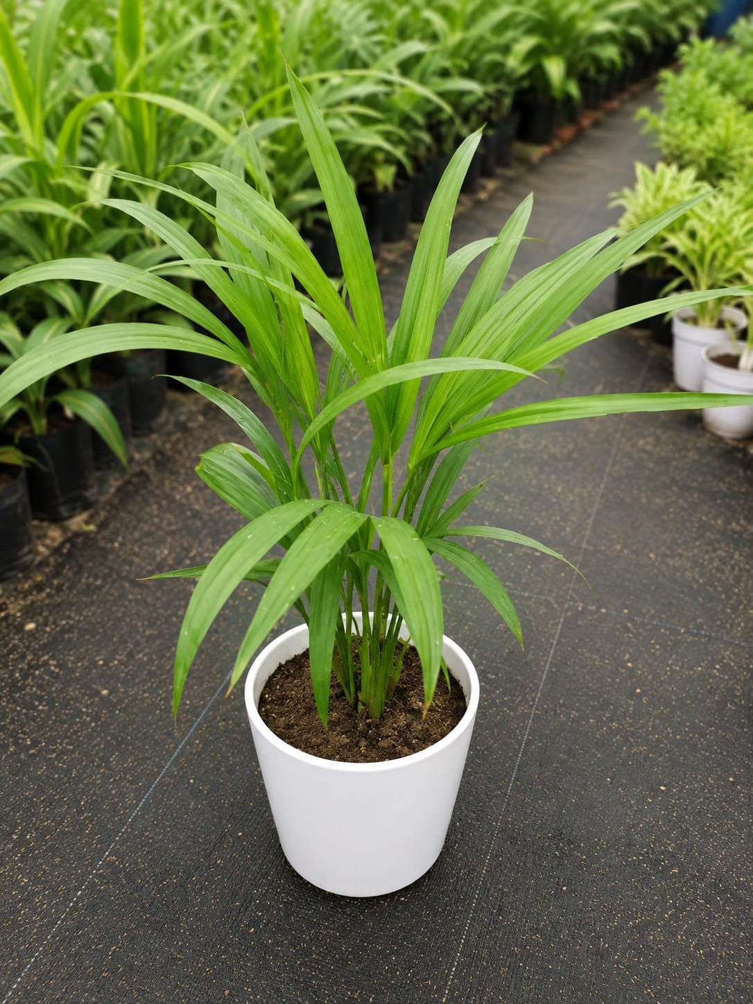 Golden Cane Palms (Bare Rooted)