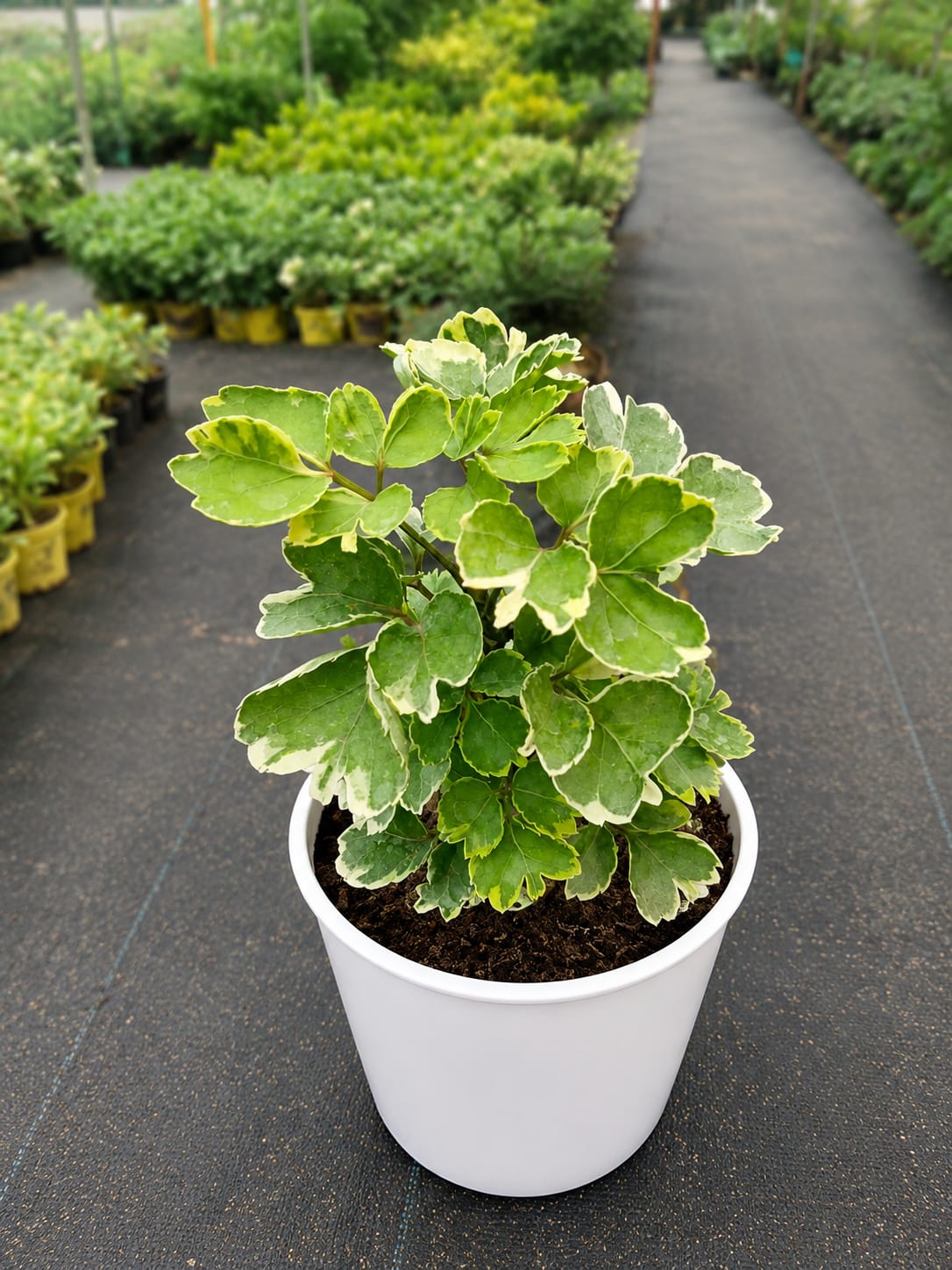 Variegated Aralia (Bare Rooted)