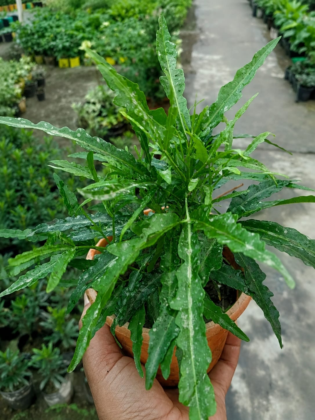 Polyscias Fruticosa (Bare Rooted)