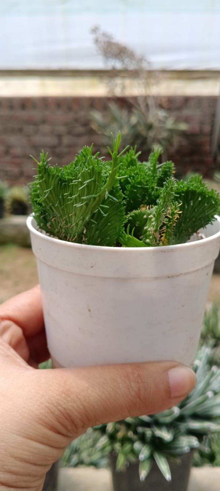 Euphorbia flanaganii cristata (With Soil, Plant & Pot)