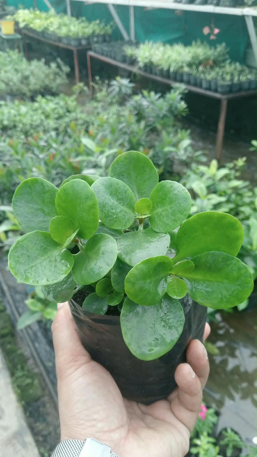 Peperomia Green Plant (Bare Rooted)