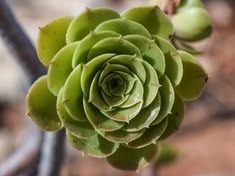Aeonium Green Rose 8-10" (With Soil, Plant & Pot)