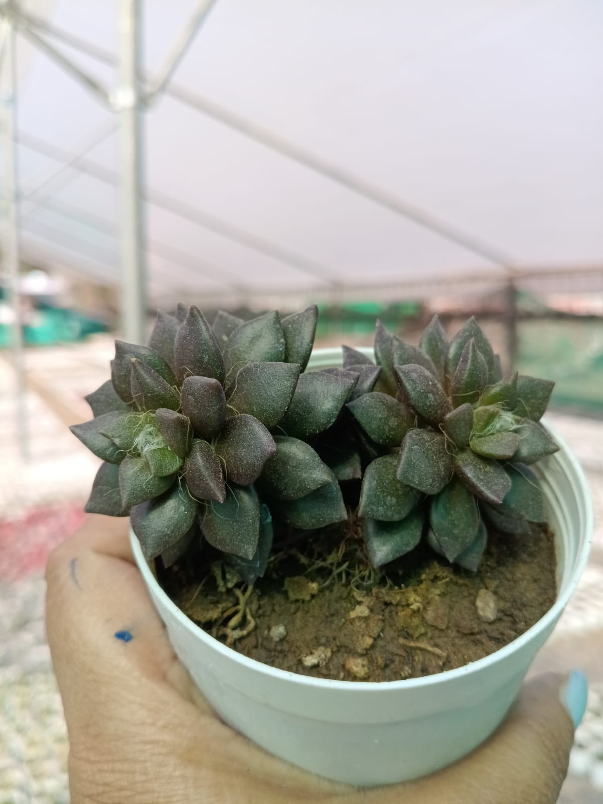 Anacampseros Rufescens (Bare Rooted)