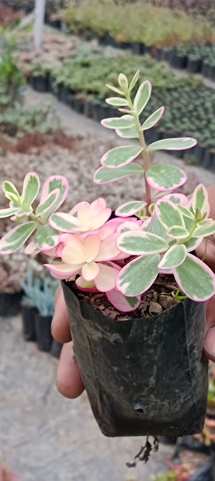 Portulaca 'Hanamisteria'(Bare Rooted)