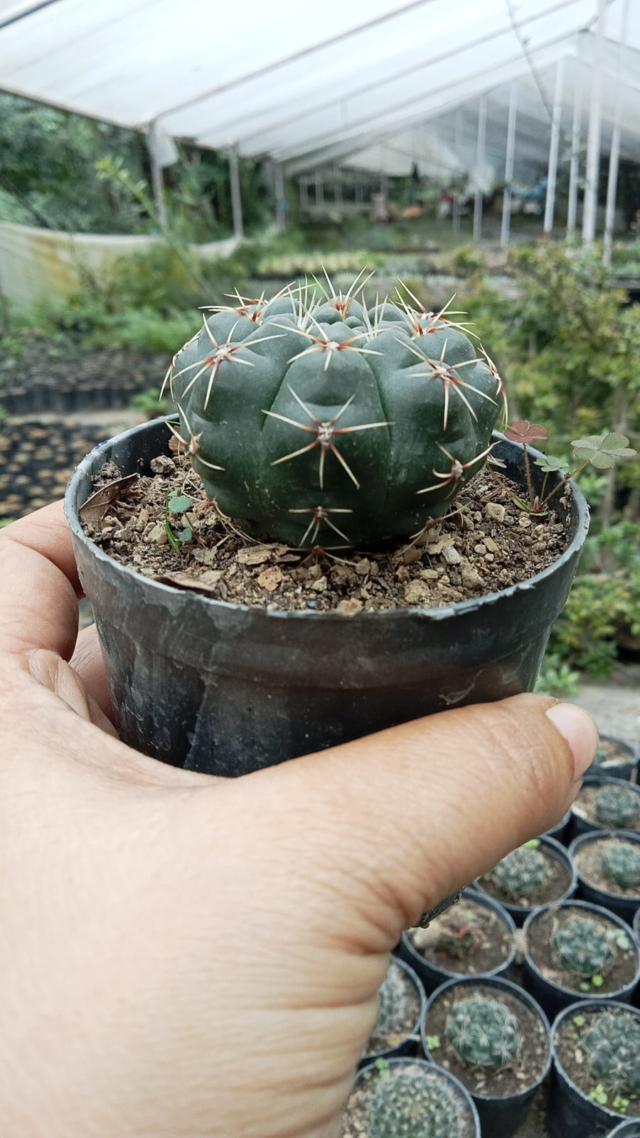 Dwarf Chin Cactus (Bare Rooted)