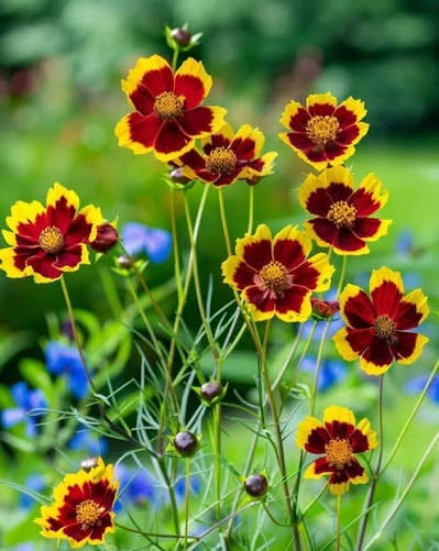 Calliopsis / Tithonia (Hybrid Seeds)