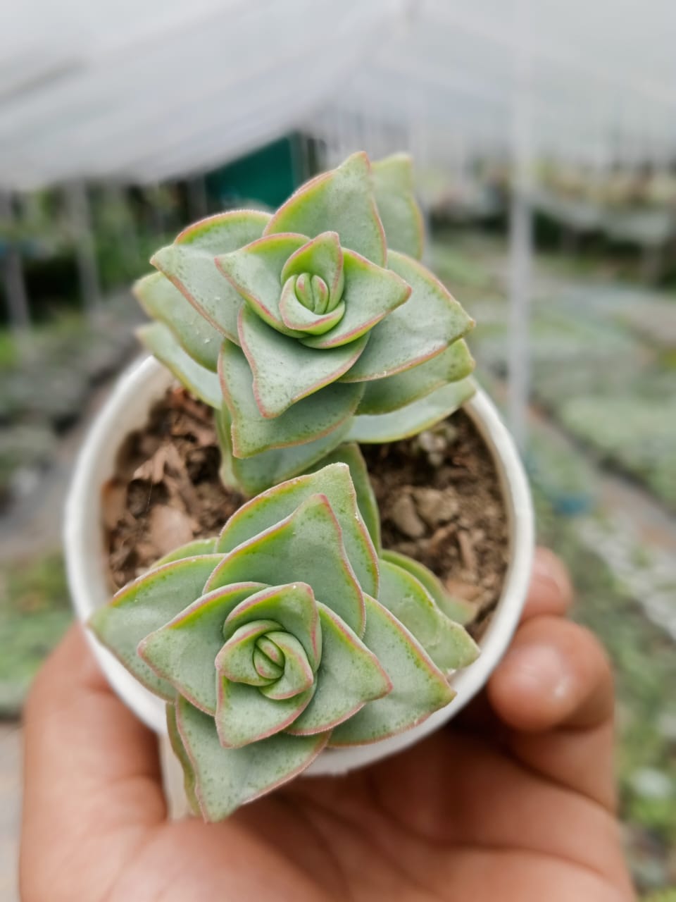 Crassula Tom Thumb Perforata (With Soil, Plant & Pot)