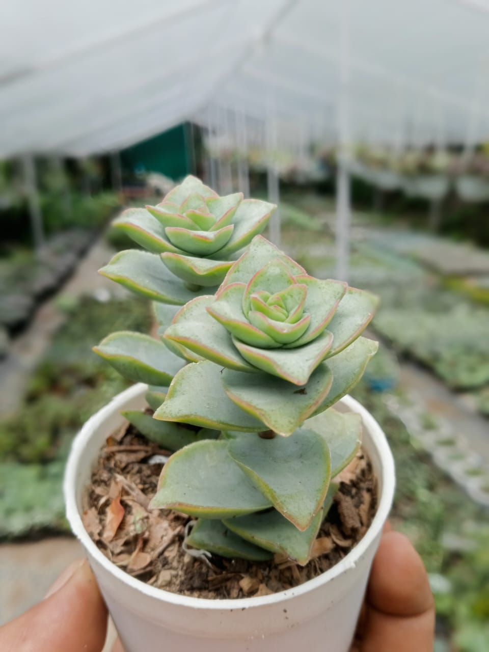 Crassula Tom Thumb Perforata (With Soil, Plant & Pot)