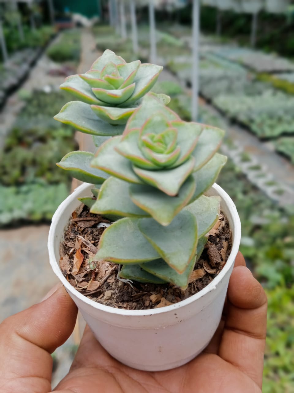 Crassula Tom Thumb Perforata (With Soil, Plant & Pot)