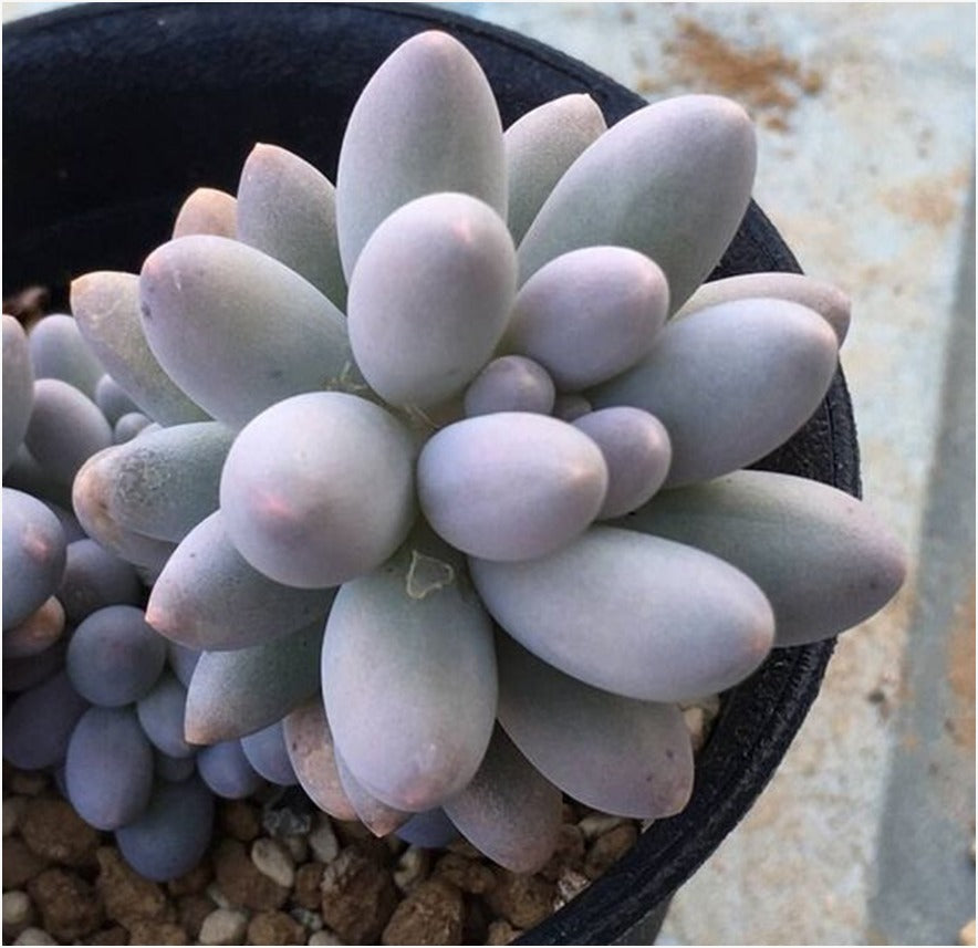 flat moonstone succulent Red Tip Moonstone (Bare Rooted) – Kumaun Plants