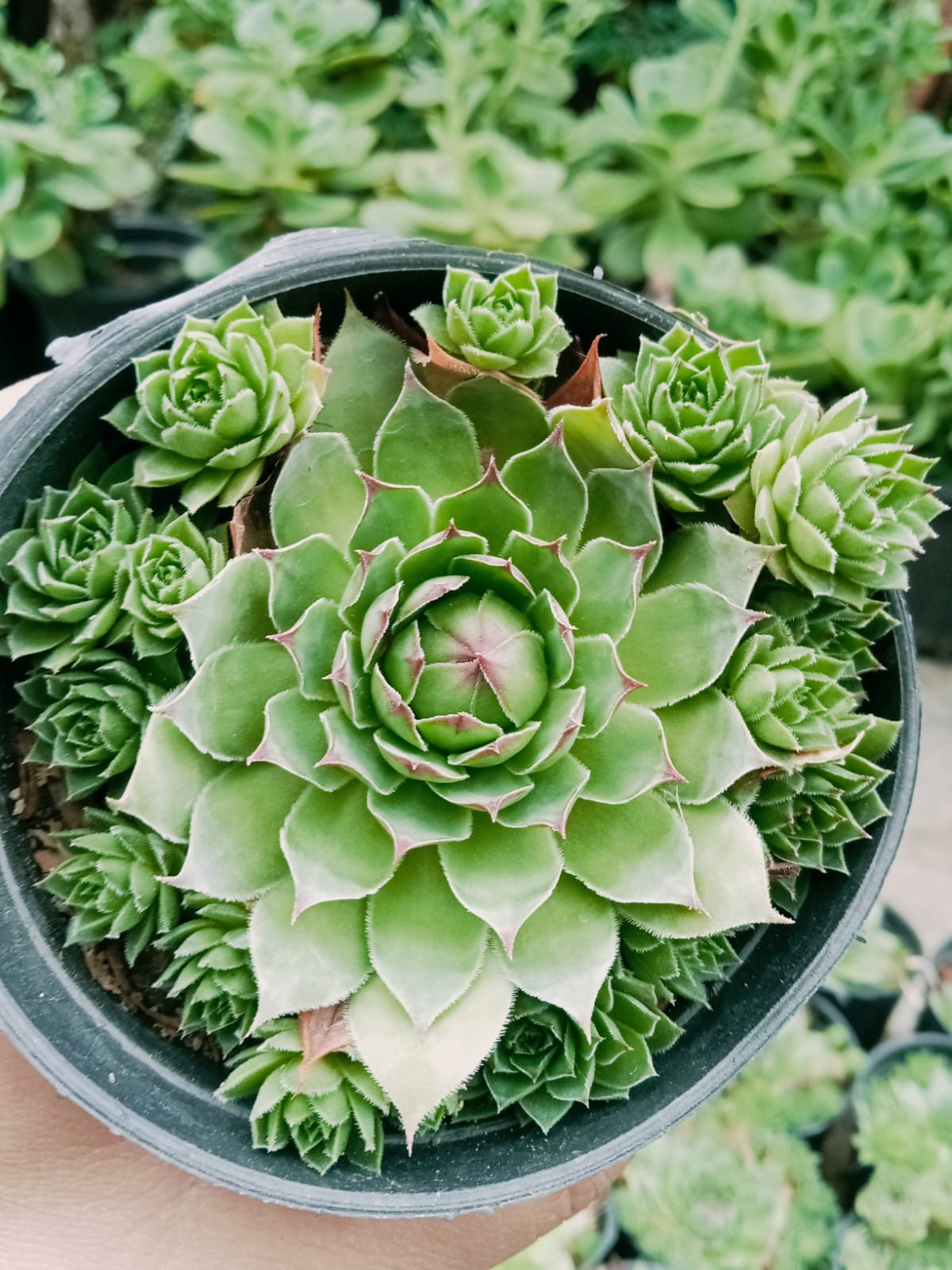 Laxmi Kamal (With Soil, Plant & Pot)
