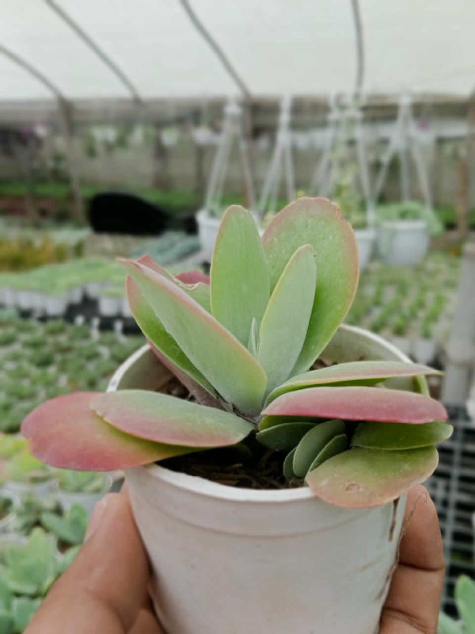 FLAPJACK KALANCHOE (With Soil, Plant & Pot)