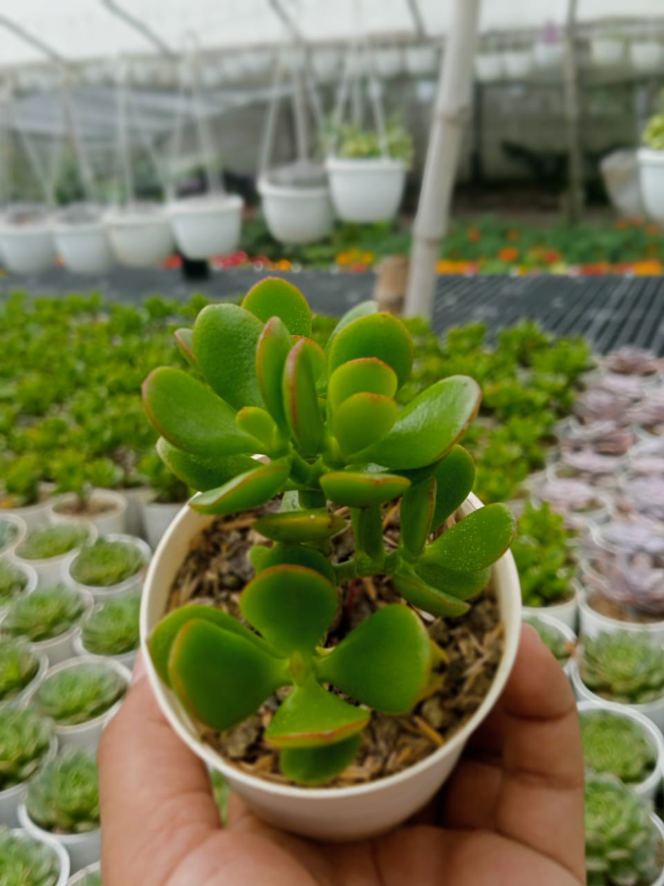 Mini Jade 2 (Bare Rooted)