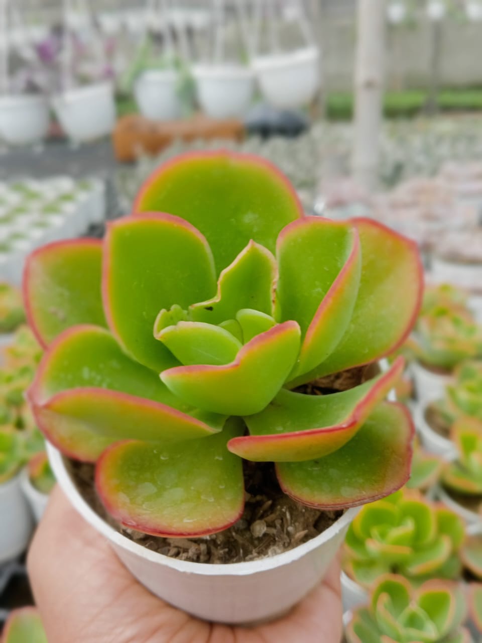 Echeveria Red (With Soil, Plant & Pot)