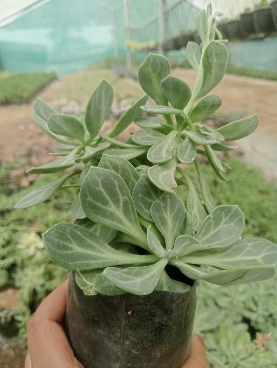 Senecio Obovatus (Bare Rooted)
