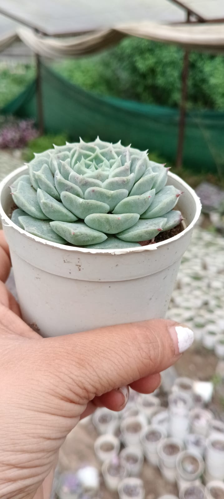 Echeveria Hyalina (Bare Rooted)