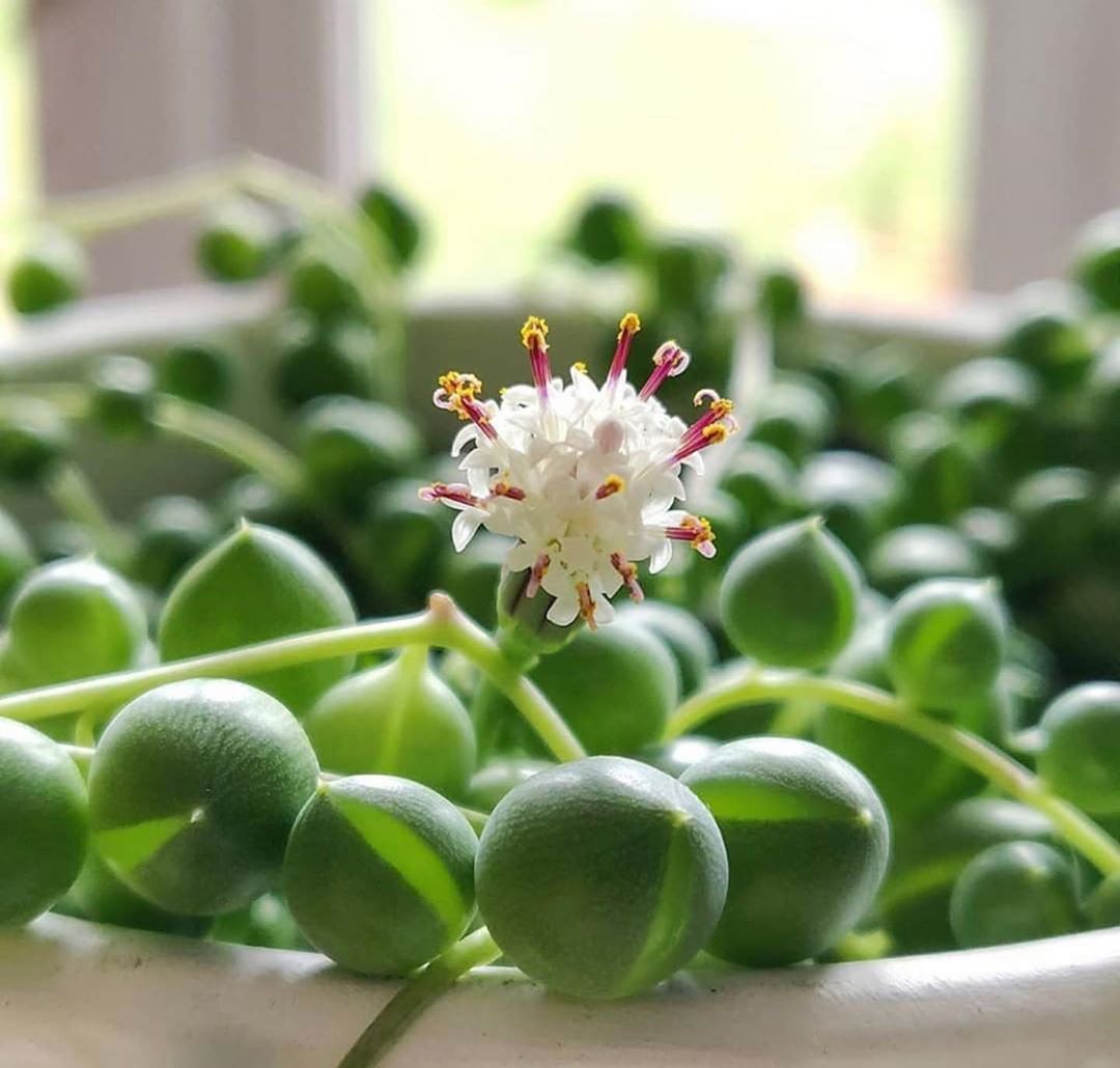 String of Pearls (Bare Rooted)