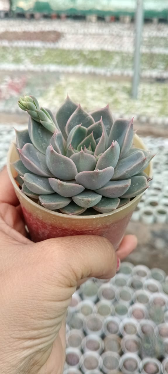 Echeveria Brown (With Soil, Plant & Pot)