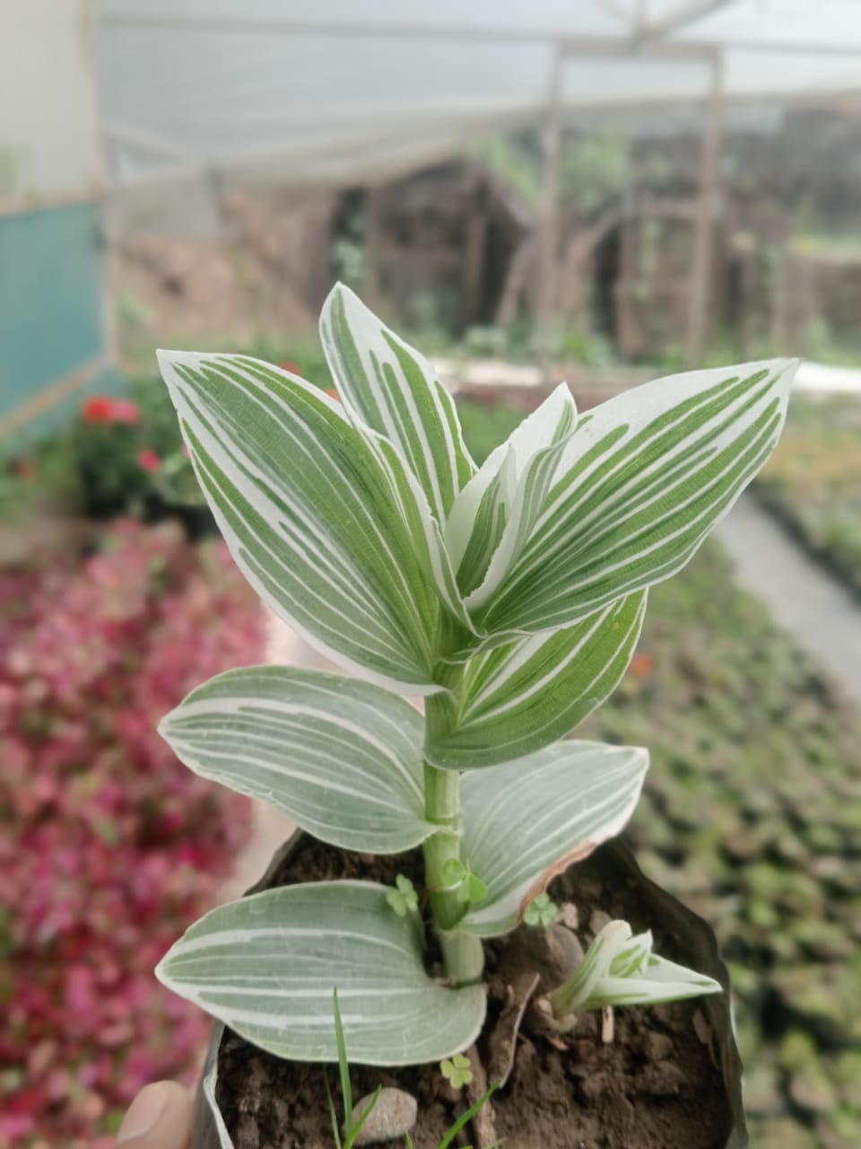 Tradescantia Pistachio (Bare Rooted)